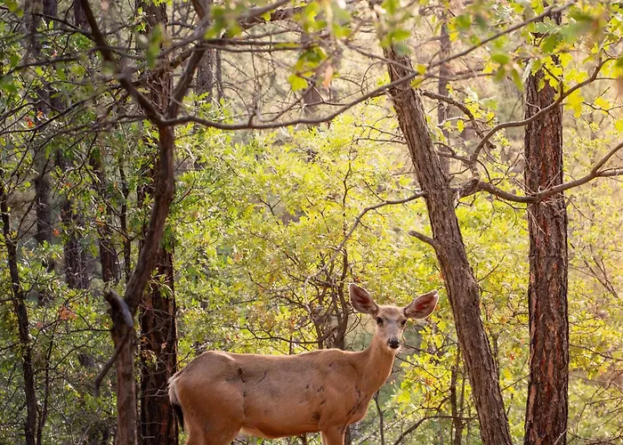 Wildlife Views~hot Tub~fire Pit & Games Prescott