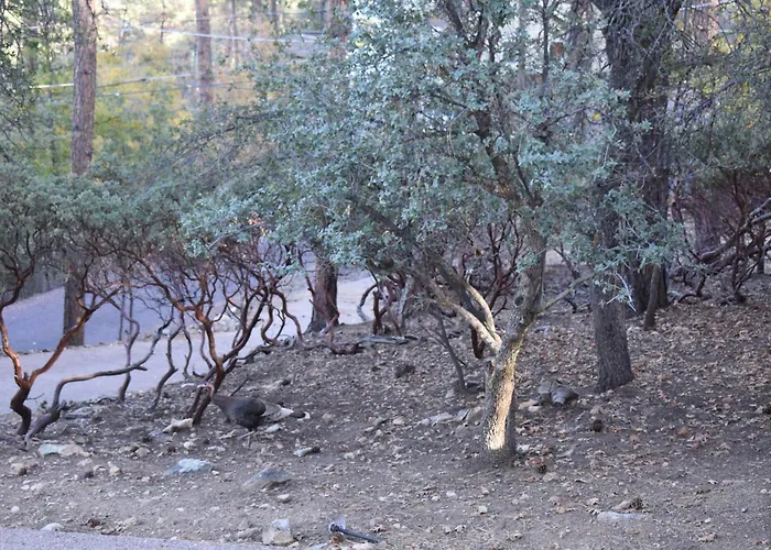 Wildlife Views~hot Tub~fire Pit & Games * Prescott